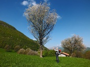 25 ciliegi in fiore...
